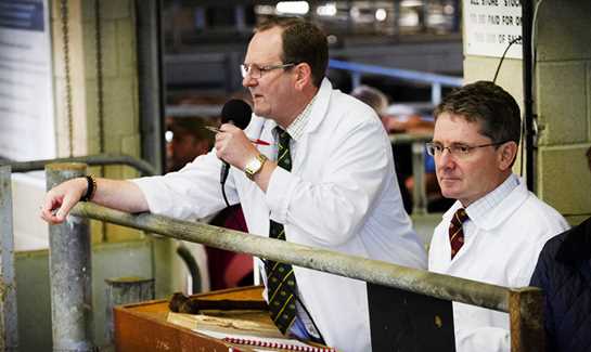 Frome Livestock Auctioneers Sale Preview