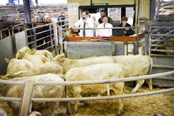 Frome Livestock Auctioneers