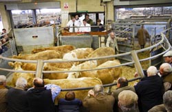 Frome Livestock Auctioneers