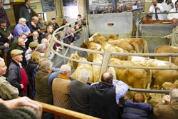 Frome Livestock Auctioneers