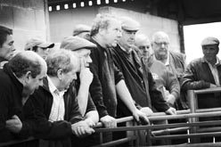 Frome Livestock Auctioneers