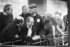 Frome Livestock Auctioneers