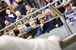 Frome Livestock Auctioneers