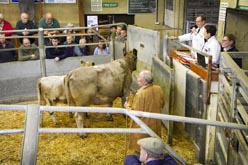 Frome Livestock Auctioneers