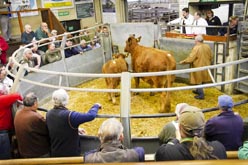 Frome Livestock Auctioneers