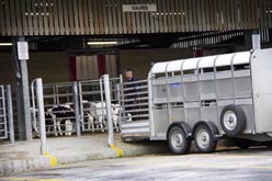 Frome Livestock Auctioneers