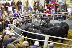 Frome Livestock Auctioneers