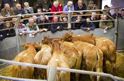 Frome Livestock Auctioneers