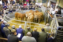 Frome Livestock Auctioneers