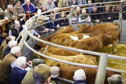 Frome Livestock Auctioneers