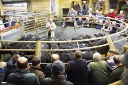 Frome Livestock Auctioneers