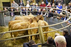 Frome Livestock Auctioneers