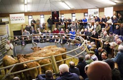 Frome Livestock Auctioneers