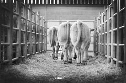 Frome Livestock Auctioneers