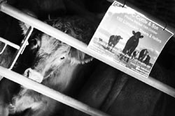 Frome Livestock Auctioneers