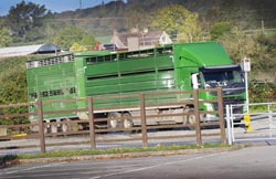 Frome Livestock Auctioneers