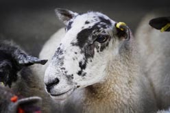 Frome Livestock Auctioneers