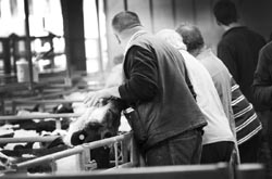 Frome Livestock Auctioneers