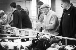 Frome Livestock Auctioneers