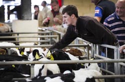 Frome Livestock Auctioneers