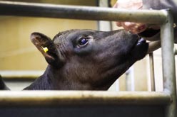 Frome Livestock Auctioneers