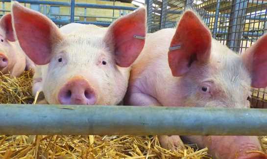 Pigs
