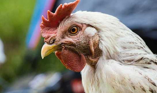 Poultry