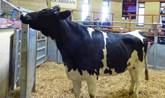 Prime Cattle / Cull Cows