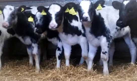 Reared Calves