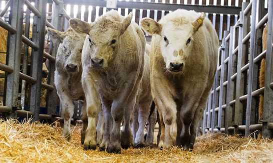 Store Cattle